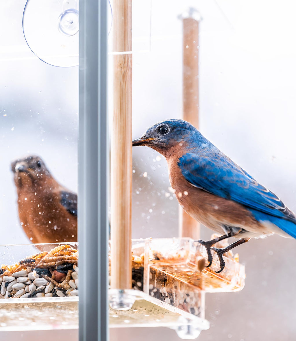 Fruit & Nut Bird Seed 20 lb O95682