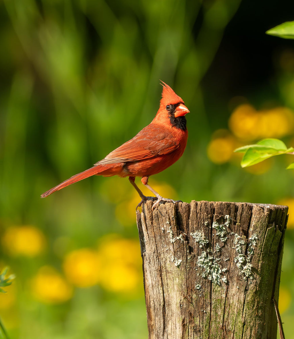 Fruit & Nut Bird Seed 20 lb O95682