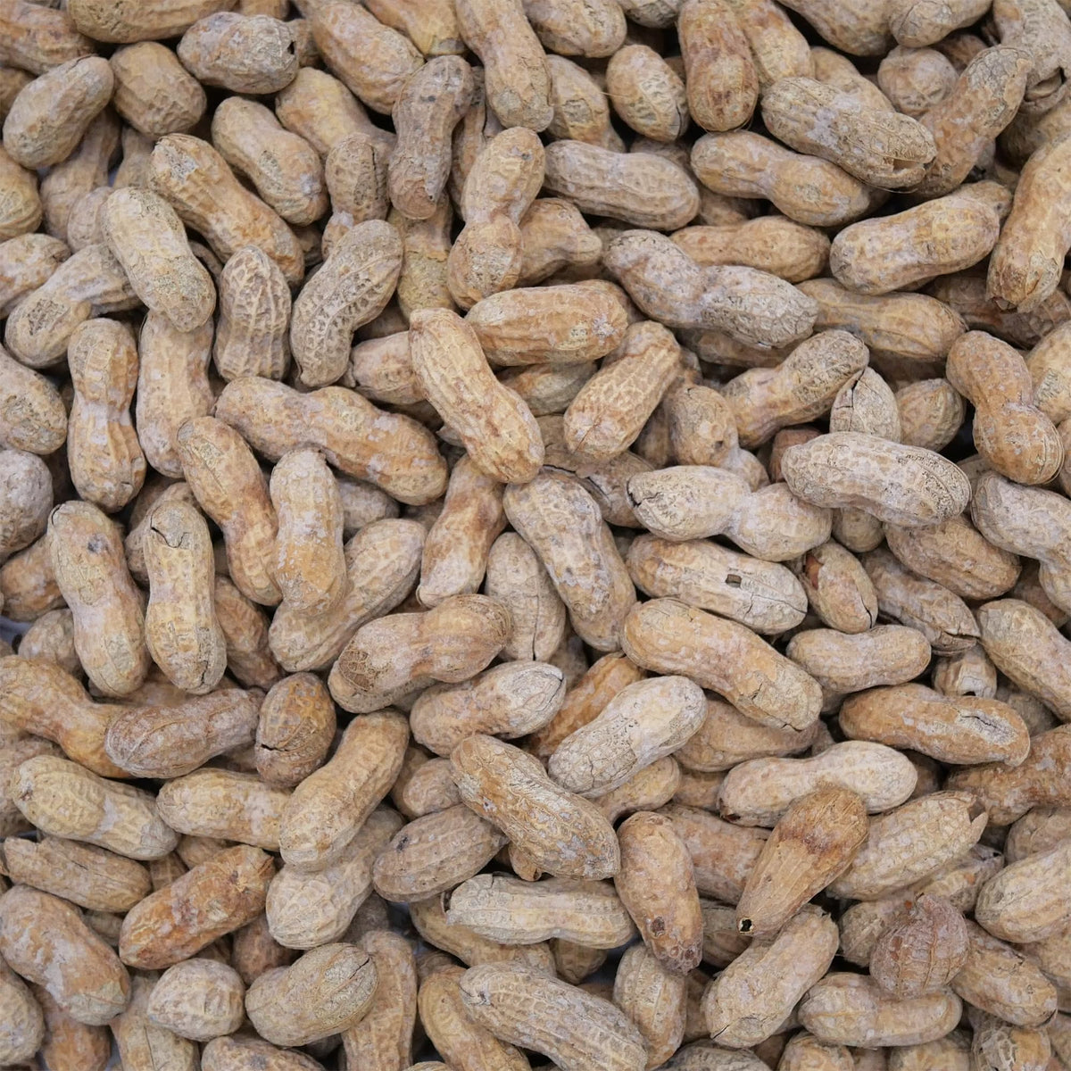 Salted Dry Roasted In Shell Peanuts 2 Pounds H556413